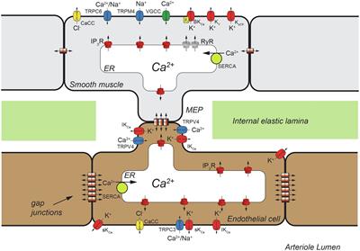 Calcium-Dependent Ion Channels and the Regulation of Arteriolar Myogenic Tone